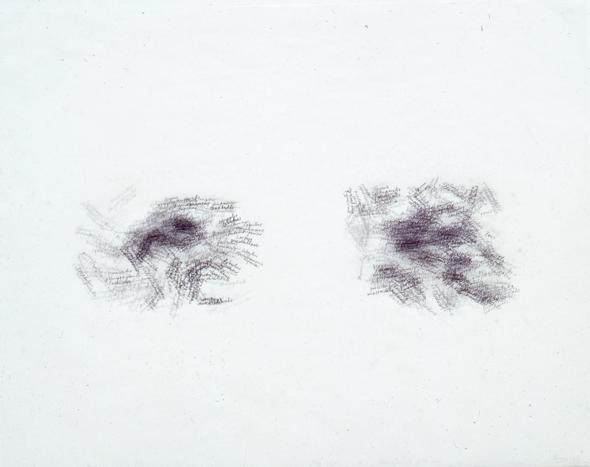 © Toine Horvers: 